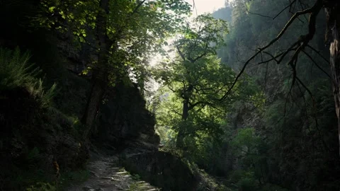 Sunlit forest canyon trail with worn stone steps Stock Footage 343155700