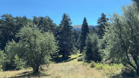 Sunlit Forest Clearing Below a Mountain Ridge in Abant Stock Footage 345520254