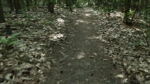 Sunlit forest clearing with bright natural illumination Video stock 313370571