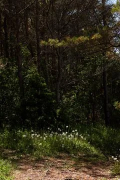 Sunlit Forest Clearing with Dandelion Seed Heads in Spring 스톡 사진