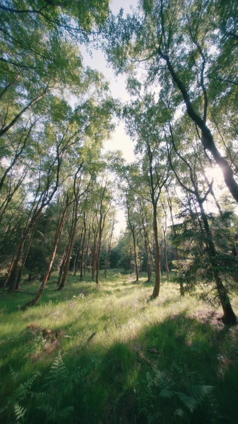Sunlit Forest Clearing Vídeo Stock 345012273