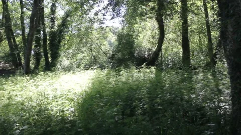 Sunlit Forest Clearing with Lush Green Vegetation and Wildflowers Vídeos de archivo 343460161