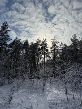 Sunlit Forest Clearing Stock Photos