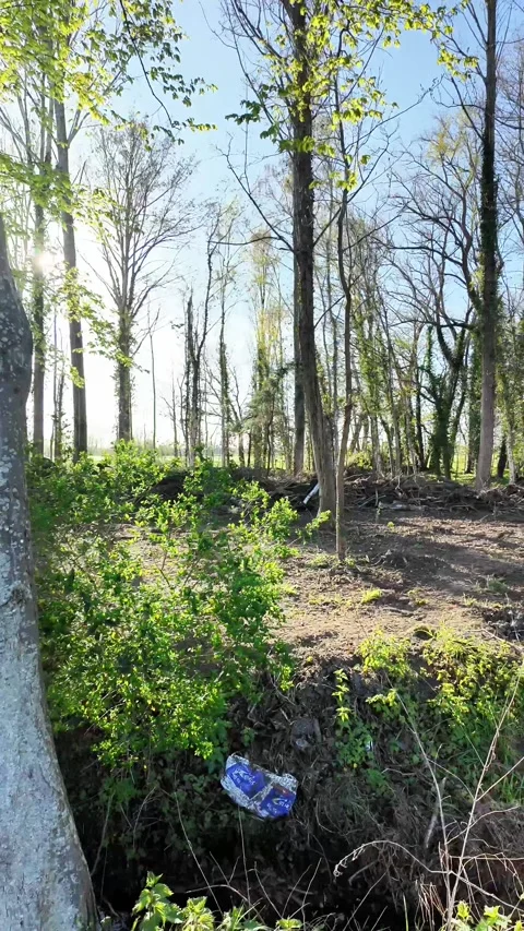 Sunlit forest clearing with spring foliage and a small ditch. Vídeos de archivo 333202595