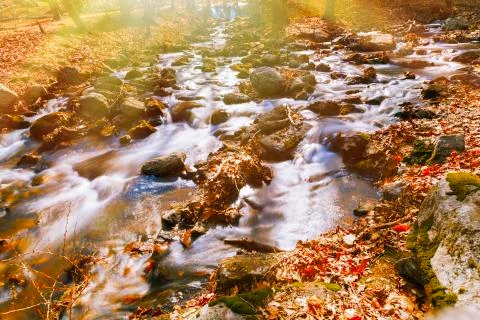 Sunlit forest creek. Stock Photos