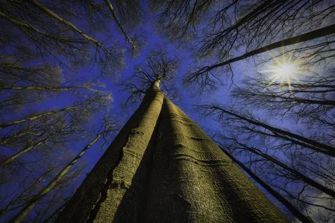Sunlit Forest Crowns Stock Photos