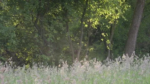 Sunlit Forest Edge with Swarm of Insects Dancing in Golden Light - 4K Vidéo 335254023