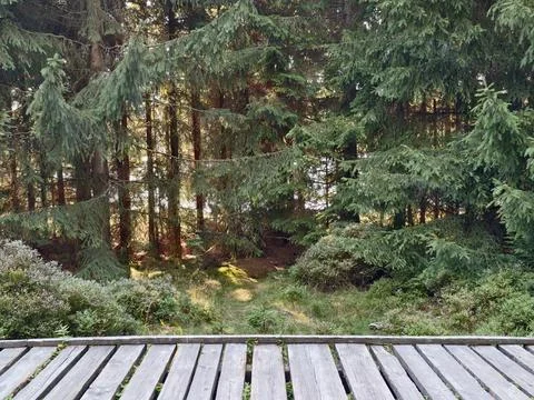 Sunlit forest edge view from weathered wooden deck with pine trees and dapp.. Stock Photos