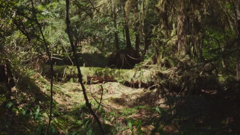 Sunlit Forest Floor with Dense Greenery and Moss | 4K Nature Wilderness Scene Stock Footage 312084760