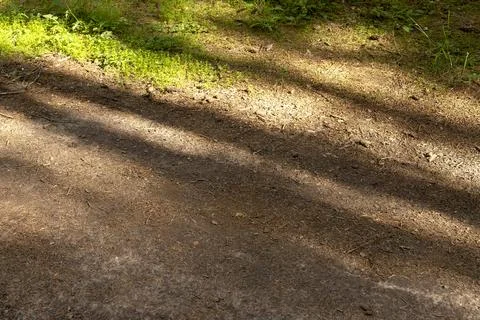 Sunlit forest floor with diagonal tree shadows. Brown woodland ground, moss.. Stock Photos