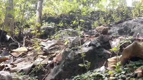 Sunlit Forest Floor Stock Footage 329918739