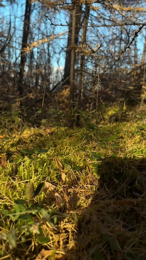 Sunlit forest floor with green moss and pine needles under bare trees Stock Footage 346906451