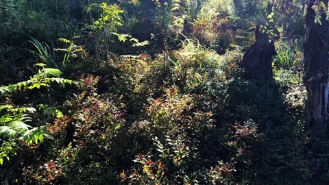Sunlit Forest Floor with Lush Vegetation 4K Stock Footage 317629401