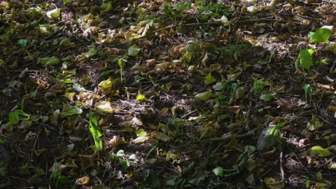 A sunlit forest floor with scattered yellow and brown leaves, pine needles, and Stock Footage 323432133