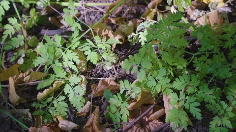 A sunlit forest floor with scattered yellow and brown leaves, pine needles, and Stock Footage 323432889
