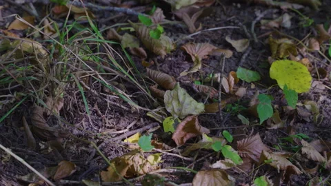 A sunlit forest floor with scattered yellow and brown leaves, pine needles, and Stock Footage 325315741