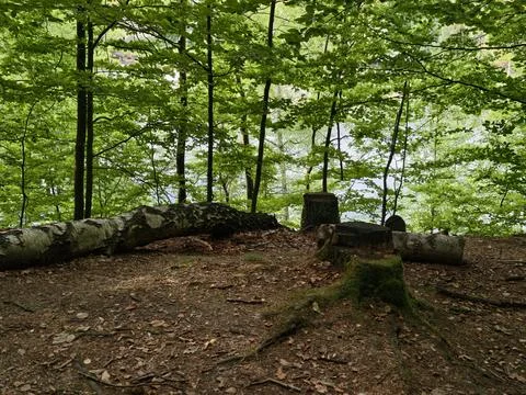 Sunlit forest floor scene featuring fallen logs, mossy stumps, leafy understory, Photos