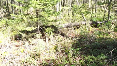 Sunlit forest floor in spring featuring wild fiddlehead ferns emerging near a Stock Footage 336183847
