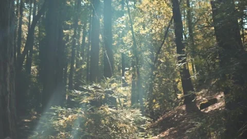 Sunlit Forest Video stock 242205235