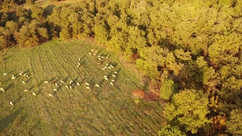 Sunlit Forest with Grazing Animals and Distinct Red Tree – 4K Drone Stock Footage 320198249