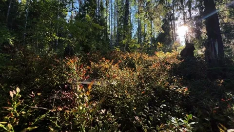 Sunlit Forest with Green Orange Foliage Seasonal 4K Stock Footage 317629400