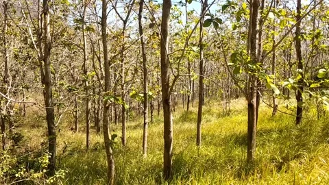 Sunlit Forest Landscape Video stock 340017663