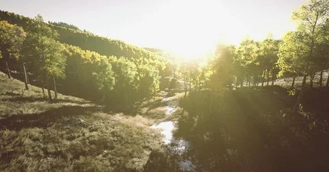 Sunlit forest landscape with lush trees and flowing stream at golden hour Stock Illustration