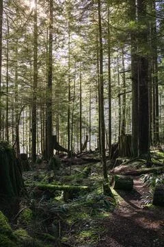 Sunlit forest landscape Stock Photos