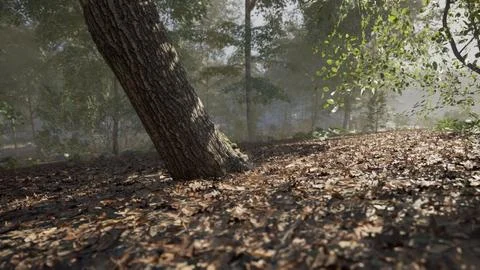 A sunlit forest with a leaning tree and scattered autumn leaves in the mornin 스톡 일러스트