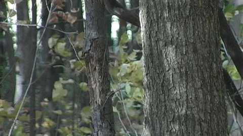 Sunlit Forest in Michigan Stock Footage 105082503