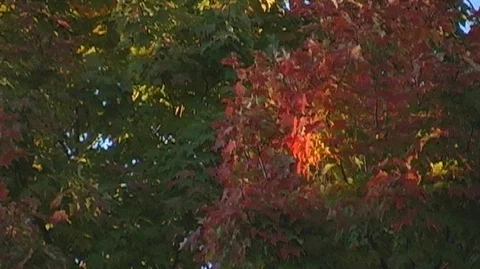 Sunlit Forest in Michigan Stock Footage 105084492