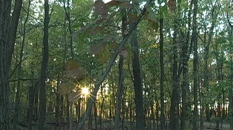 Sunlit Forest in Michigan Stock Footage 105123449
