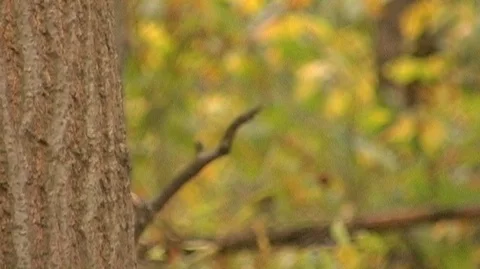 Sunlit Forest in Michigan Stock Footage 105124181