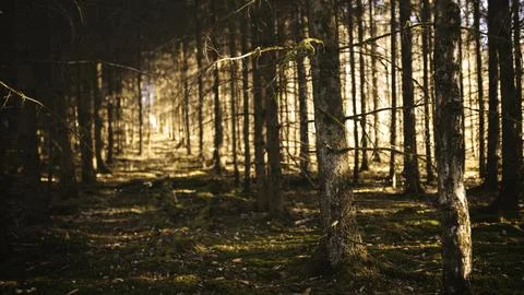 Sunlit Forest with Moss and Trees Foto stock
