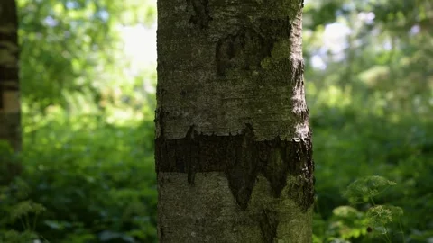 Sunlit forest with mossy tree trunk. Deep green foliage surrounds the bark... Stock Footage 340039989