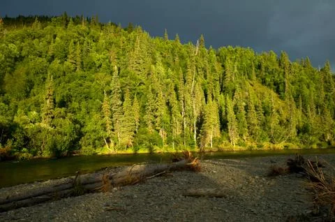 Sunlit forest by mountain river Stock Photos