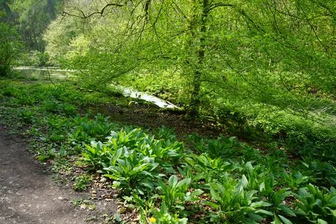 Sunlit Forest Path And Stream In Youlgrave, Peak District, England, Spring. 库存照片