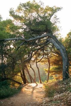 Sunlit Forest Path with Arching Trees Stock Photos