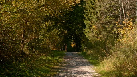 Sunlit forest path in autumn Stock Footage 258936947