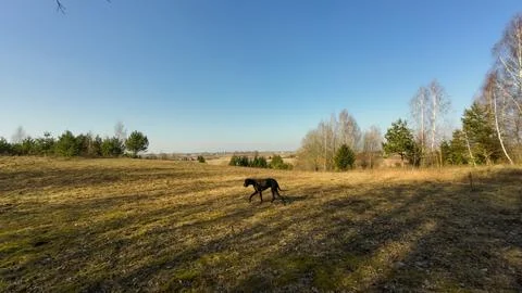 Sunlit Forest Path with Bare Trees Stock Photos
