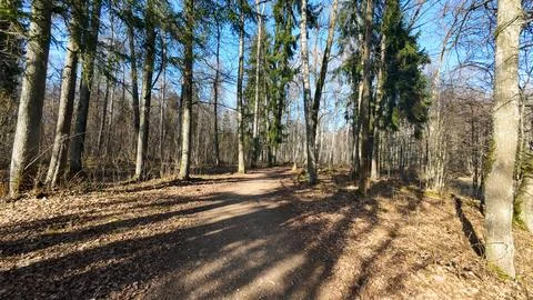 Sunlit Forest Path with Bare Trees Stock Photos