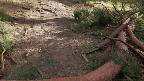 Sunlit forest path blocked by fallen pine trees and broken branches after wind Stock Footage 345373560