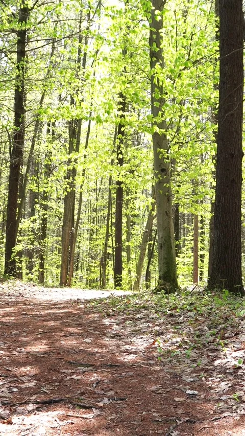 A sunlit forest path covered in dry leaves and pine needles winds through Stock Footage 336184587