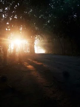Sunlit Forest Path at Dawn Stock Photos
