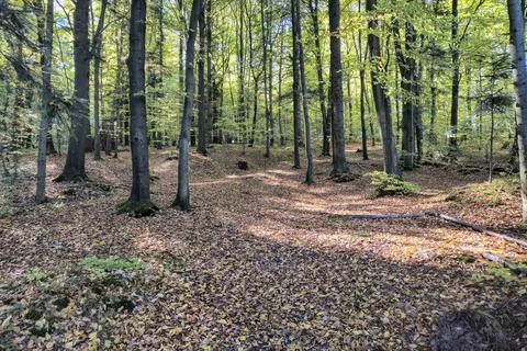 Sunlit forest path with fallen leaves, inviting nature scene in autumn. Perfect Foto stock