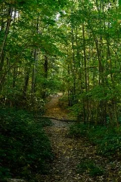 Sunlit forest path with fallen leaves in early autumn Stock Photos