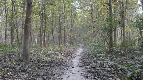 Sunlit Forest Path Vidéo 333261938