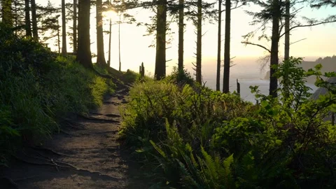 Sunlit Forest Path in Golden Hour Stock Footage 341366630