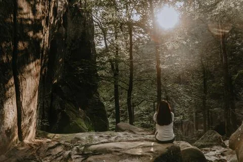 Sunlit Forest Path in Golden Light Stock Photos
