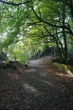 Sunlit Forest Path, Green Trees, Mossy Wall, Black Rocks, Cromford, Derbyshire. Stock Photos
